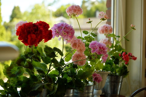 gerani, flor, primavera, finestra, vermell, rosa, planta, colorit, romanç, el llindar de la finestra, planta amb flors, frescor, fragilitat, vulnerabilitat, bellesa a la natura, naturalesa, cap de flor, primer pla, pètal, creixement, cap gent, gerro, inflorescència, dia, arranjament, planta en test, color rosa, centrar-se en primer pla, arranjament floral, a l'aire lliure, test de flor, bouquet, Ram de flors, 4K, CC0, domini públic, lliure de regalies