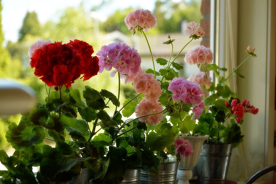 gerani, flor, primavera, finestra, vermell, rosa, planta, colorit, romanç, el llindar de la finestra, planta amb flors, frescor, fragilitat, vulnerabilitat, bellesa a la natura, naturalesa, cap de flor, primer pla, pètal, creixement, cap gent, gerro, inflorescència, dia, arranjament, planta en test, color rosa, centrar-se en primer pla, arranjament floral, a l'aire lliure, test de flor, bouquet, Ram de flors, 4K
