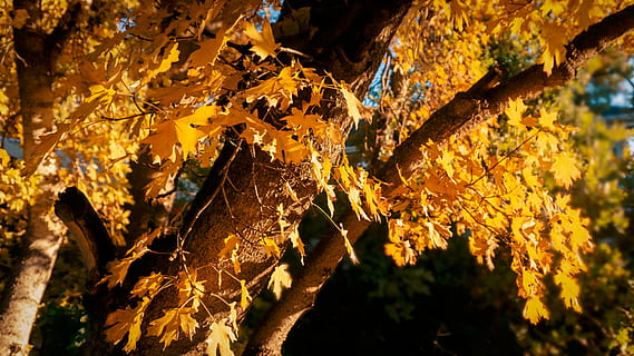 plante, blad, træ, ahorn, ahorn blad, træstamme, ild, flamme, bål, dyr, cricket insekt, insekt, hvirvelløse, hus, sommerhus, bygning, boliger, vener, rod, jay, vækst, natur, ingen mennesker, tæt på, fokus på forgrunden, skønhed i naturen, plante del, bagagerum, dag, efterår, udendørs, afdeling, lichen, lave om, svamp, sollys, blade, bark, 4K, CC0, offentligt domæne, royaltyfrie