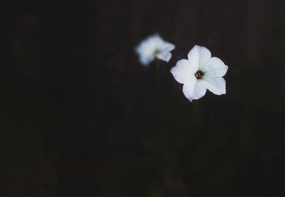 gall dindi, malatya, flor, planta amb flors, fragilitat, vulnerabilitat, frescor, bellesa a la natura, planta, Color blanc, inflorescència, pètal, cap de flor, primer pla, cap gent, còpia espai, naturalesa, creixement, a l'aire lliure, botànica, centrar-se en primer pla, pol·len, fons negre, flor de cirerer, 2K