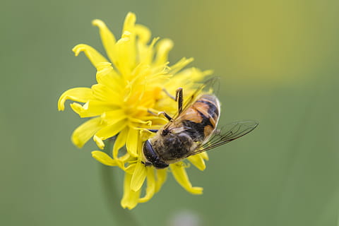 Natur, fliegend, winzig, klein, Insekt, schließen, Detail, Makro, Gelb, Blume, Honigbiene, Honig, Biene, wirbellos, Tier, blühende Pflanze, Tierthemen, ein Tier, Tierwelt, Nahansicht, Frische, Tiere in freier Wildbahn, Schönheit in der Natur, Zerbrechlichkeit, Verletzlichkeit, Blütenblatt, Blütenkopf, Pflanze, keine Leute, Bestäubung, Frühling, Pollen, natürlicher Zustand, 2K, CC0, gemeinfrei, lizenzfrei