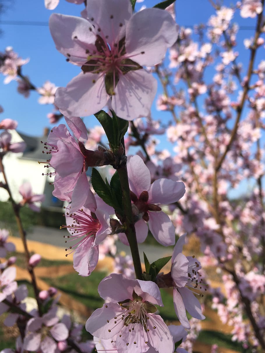 Frühling, Obstbaum, Pflaume, blühende Pflanze, Blume, Pflanze, Wachstum, Zerbrechlichkeit, Verletzlichkeit, Schönheit in der Natur, blühen, Frische, Baum, Blütenblatt, Nahansicht, Ast, Natur, Kirschblüte, Tag, pinke Farbe, Blütenkopf, Zweig, keine Leute, Pollen, draußen, Kirschbaum, 4K