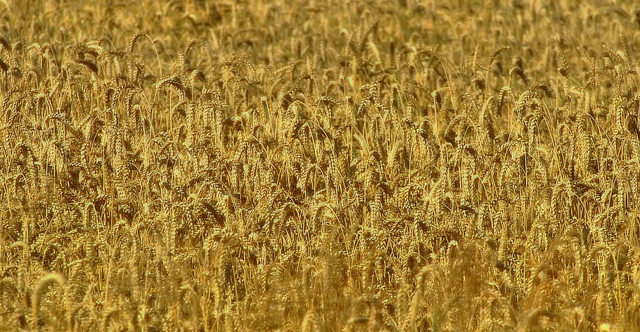 camp de blat de moro, blat, gra, Espiga, agricultura, triticum, regalèssia, cultivable, groc, camp de blat, estiu, aliment bàsic, marc complet, fons, camp, terra, escena rural, planta de cereals, cultiu, paisatge, creixement, granja, dia, planta, cap gent, naturalesa, tranquil·litat, bellesa a la natura, color daurat, medi ambient, a l'aire lliure, tija, plantació, 5K