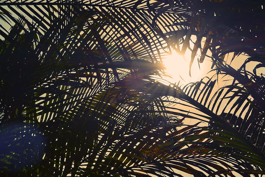 sol, llum, palmell, arbre, naturalesa, arbres, cel, planta, llum solar, full, Palmera, creixement, part de la planta, bellesa a la natura, clima tropical, tranquil·litat, fulla de palma, vista d’angle baix, cap gent, raig de sol, flare de la lent, branca, retroil·luminat, a l'aire lliure, brillant, fulles, lluminós, streaming, 4K