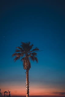 verde, Palma, prospiciente, tramonto, alba, sera, cielo sfumato, idilliaco, notte, estate, albero, tropicale, cielo, blu, pianta, bellezza nella natura, crescita, clima tropicale, natura, la tranquillità, copia spazio, scena tranquilla, scenics - natura, nessuno, cielo sereno, Inquadratura dal basso, all'aperto, terra, silhouette, albero tropicale, foglia di palma, palma da cocco, 4K, CC0, dominio pubblico, privo di copyright