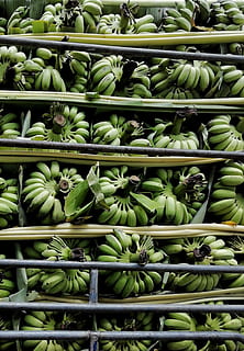 banan, frukt, matrise, grønn farge, spise sunt, mat og Drikke, friskhet, velvære, full ramme, bakgrunn, ingen folk, overflod, stor gruppe gjenstander, mat, til salgs, marked, grønnsak, dag, detaljhandel, rå mat, stilleben, utendørs, salg, 2K, CC0, offentlig domene, opphavsrett gratis