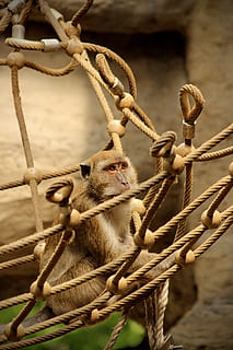singe, net, macaque, Java, parc, Montagne, aventure, Asie, se concentrer sur le premier plan, mammifère, corde, animal, thèmes animaux, la faune des animaux, personne, un animal, fermer, primate, animaux à l'état sauvage, journée, en plein air, vertébré, métal, rongeur, attaché, clôture, la nature, 5K, CC0, domaine public, libre de droits