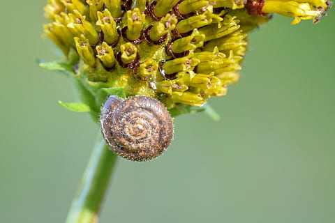 coquillage, spirale, structure, fleur, plante à fleurs, plante, beauté dans la nature, fermer, fraîcheur, vulnérabilité, fragilité, croissance, personne, la nature, la faune des animaux, couleur verte, tête de fleur, tige de la plante, inflorescence, invertébré, animal, pétale, thèmes animaux, fond vert, pollen, printemps, 2K, CC0, domaine public, libre de droits