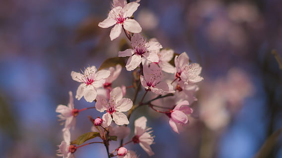 Primavera, cereja, flores de cerejeira, árvore, Rosa, ramo, o cheiro de, planta com flores, plantar, frescura, beleza na natureza, crescimento, fragilidade, fechar-se, vulnerabilidade, Flor, cor rosa, natureza, foco seletivo, pétala, dia, inflorescência, cabeça de flor, ninguém, Flor de cerejeira, ao ar livre, pólen, Árvore de cereja, 5K, CC0, domínio público, royalty free