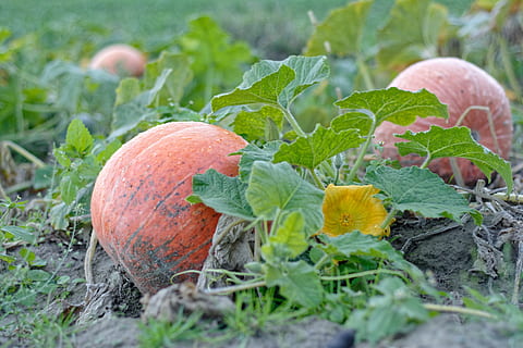sütőtök, tök, kerek, narancs, ősszel, ősz, sárga, gyűjtemények, élelmiszer, étel és ital, növény, Az egészséges táplálkozás, levél növényen, növényi, növényi rész, növekedés, nem ember, frissesség, természet, mezőgazdaság, közelkép, gyümölcs, szelektív összpontosít, zöld szín, jólét, nap, kert, organikus, szabadban, érett, kertészkedés, 5K, CC0, közkincs, jogdíjmentes