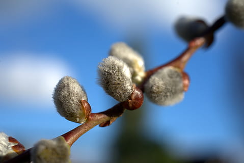 jaro, willow catkin, velikonoční, nebe, zelená, modrý, Příroda, mraky, idylický, venkovský, rostlina, růst, detail, nikdo, kočička vrba, zaměřit se na popředí, krása v přírodě, den, selektivní zaměření, nízký úhel pohledu, strom, svěžest, větvička, jídlo, větev, zranitelnost, venku, křehkost, měkkost, Vrba, 5K, CC0, veřejná doména, bez autorských práv