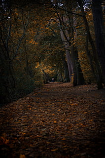 green forest, path, tree, perspective, person, hike, trek, walk, forest, woodland, outdoors, leaf, leaves, autumn, fall, nature, running, wallpaper, outside, seaon, yellow, change, plant, plant part, land, the way forward, tranquility, beauty in nature, direction, footpath, trunk, tree trunk, tranquil scene, day, no people, orange color, diminishing perspective, autumn collection, treelined, 4K, CC0, public domain, royalty free