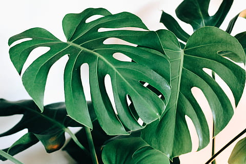 árbol de hoja verde, planta, hoja, verde, venas, flor, blanco, helecho, monstera, limpiar, esperanza, fondo, minimalismo, mínimo, sencillo, plantas, verdor, dramático, aráceas, comida, parte de la planta, color verde, crecimiento, de cerca, belleza en la naturaleza, naturaleza, nadie, frescura, vulnerabilidad, fragilidad, centrarse en primer plano, adentro, planta floreciendo, día, pétalo, Fondo blanco, cabeza de flor, planta de casa, 5K, CC0, dominio público, libre de derechos