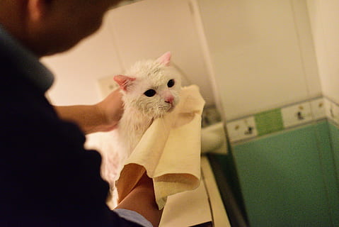 kat, et dyr, kæledyr, indenlandske, pattedyr, husdyr, indendørs, en person, menneskelig hånd, portræt, bedrift, hvirveldyr, hånd, kigger på kameraet, menneskelig kropsdel, rigtige mennesker, kæledyr ejer, voksen, 5K, CC0, offentligt domæne, royaltyfrie