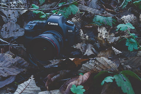 telecamera, elettronica, fotografia, ruscello, albero, Camera digitale, buio, film, contrastato, contrasto, amore, vita, lunatico, rami, foresta, cespugli, alberi, laghi, lago, fiume, temi fotografici, tecnologia, macchina fotografica - attrezzatura fotografica, pianta, attrezzatura fotografica, foglia, parte vegetale, natura, nessuno, giorno, Fotografare, crescita, avvicinamento, obiettivo - strumento ottico, terra, all'aperto, attività, fotocamera reflex, 5K, CC0, dominio pubblico, privo di copyright