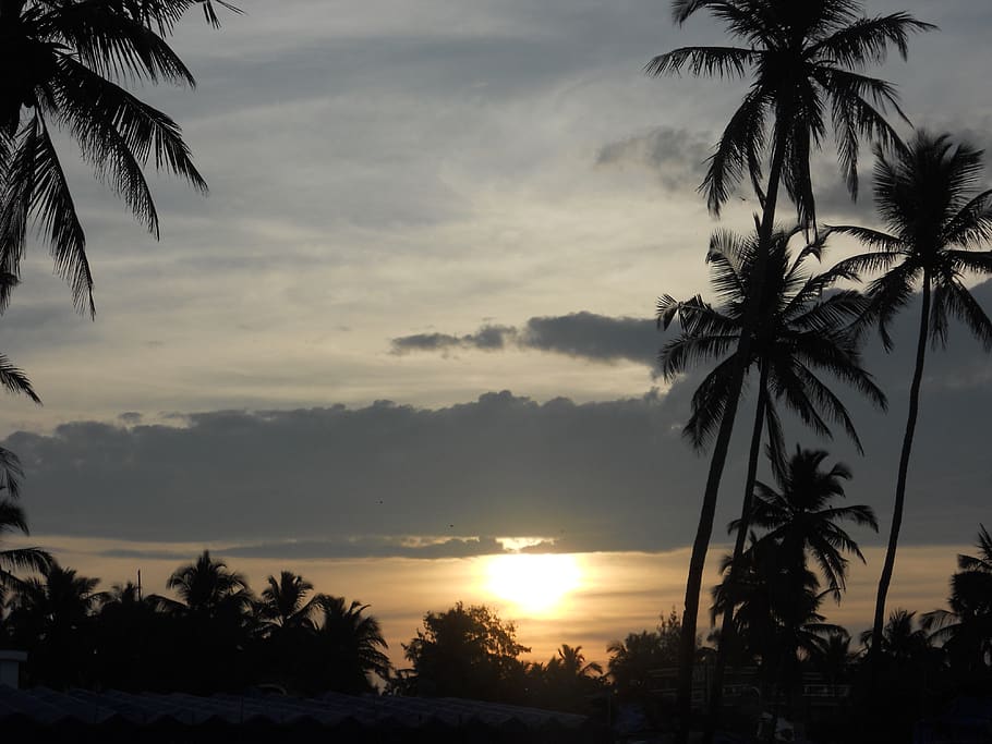 il Sole sorge, le mattine, la tranquillità, solitudine, spiagge, albero, cielo, Palma, clima tropicale, tramonto, silhouette, bellezza nella natura, pianta, nuvola - cielo, scenics - natura, scena tranquilla, natura, crescita, nessuno, palma da cocco, acqua, all'aperto, idilliaco, scena non urbana, albero tropicale, foglia di palma, 4K