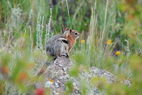 dos rosegadors grisos, animal, mamífer, rosegador, esquirol, sòl, rock, planta, llebre, menjar, la mostela, vida salvatge, flor, dent de lleó, arbre, avet, abies, heura, làrix, fauna animal, animals a la natura, un animal, enfocament selectiu, vertebrats, naturalesa, cap gent, herba, dia, terra, a l'aire lliure, vigilància, 4K, CC0, domini públic, lliure de regalies