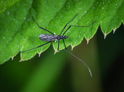 selettivo, fotografia a fuoco, nero, insetto, verde, foglia, poco, macro, peste, invertebrato, animale, parte vegetale, temi animali, fauna selvatica, animali allo stato selvatico, un animale, colore verde, avvicinamento, pianta, natura, giorno, nessuno, artropodo, zoologia, parte del corpo animale, ala animale, all'aperto, 4K, CC0, dominio pubblico, privo di copyright