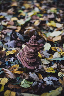 grauer Steinstapel, Pflanzenteil, Blatt, Nahansicht, Herbst, keine Leute, Natur, Veränderung, trocken, Blätter, Tag, selektiver Fokus, Schönheit in der Natur, fallen, Vollbild, Verletzlichkeit, Feld, Stillleben, draußen, Zerbrechlichkeit, Fülle, natürlicher Zustand, 5K, CC0, gemeinfrei, lizenzfrei