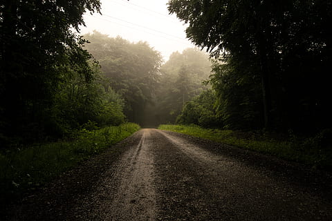 esvaziar, caminho, cercado, arvores, dia, estrada, estrada de terra, cascalho, asfalto, alcatrão, natureza, névoa, clima, árvore, ao ar livre, molhado, floresta, manhã, temperamental, nebuloso, Sombrio, rua, verde, plantar, o caminho a seguir, direção, transporte, crescimento, ninguém, Perspectiva Diminutiva, tranquilidade, beleza na natureza, cena tranquila, terra, céu, ponto de fuga, cena não urbana, 5K, CC0, domínio público, royalty free