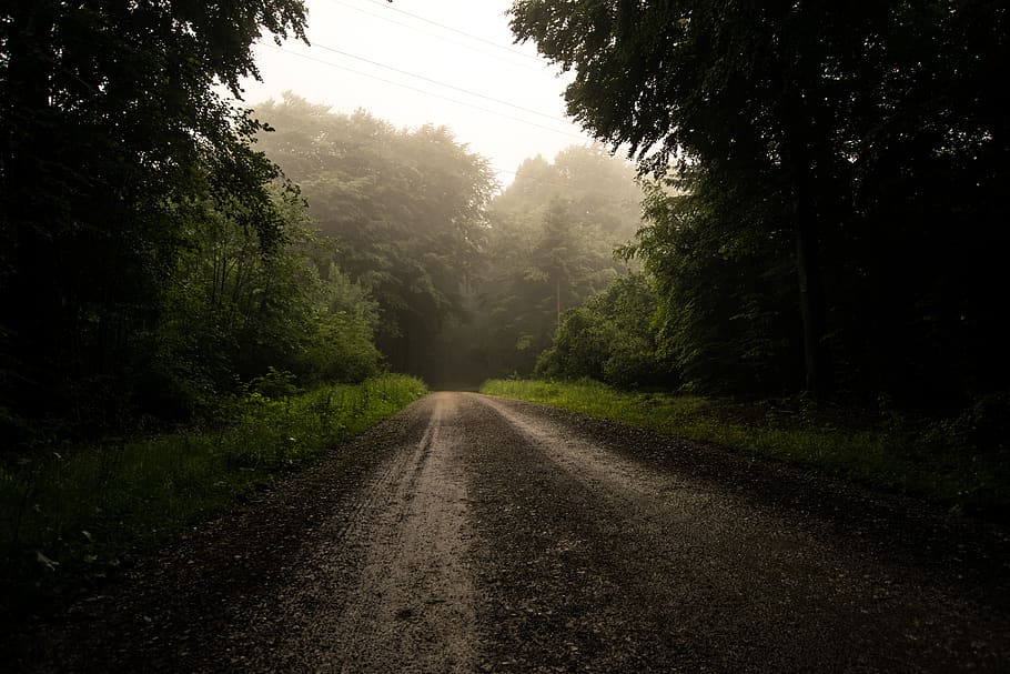 vuoto, sentiero, circondato, alberi, giorno, strada, strada sterrata, ghiaia, asfalto, natura, nebbia, tempo metereologico, albero, all'aperto, bagnato, foresta, mattina, lunatico, nebbioso, buio, verde, modo, pianta, la strada davanti, direzione, mezzi di trasporto, crescita, nessuno, prospettiva decrescente, la tranquillità, bellezza nella natura, scena tranquilla, terra, cielo, punto di fuga, scena non urbana, 5K