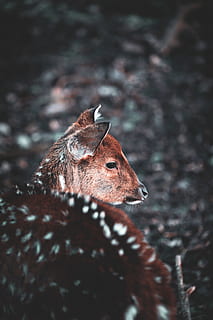 cervo marrom, animais selvagens, animal, mamífero, alce, veado, humor, natureza, inverno, roedor, porco-espinho, ouriço, Lobo, antler, coiote, árvore, plantar, abeto, abies, bico, foco seletivo, animais em estado selvagem, temas animais, um animal, ninguém, fechar-se, dia, vertebrado, terra, Castanho, parte do corpo animal, campo, cabeça de animal, olhando para longe, olhando, herbívoro, 5K, CC0, domínio público, royalty free