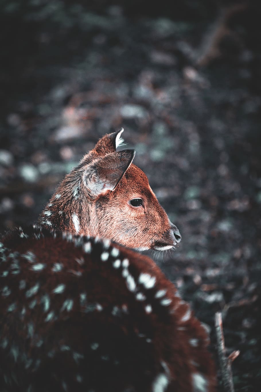 hnědý jelen, volně žijících živočichů, zvíře, savec, elk, Jelen, nálada, Příroda, zimní, hlodavec, dikobraz, ježek, vlk, paroh, kojot, strom, rostlina, jedle, abies, Los, zobák, selektivní zaměření, zvířat, zvířata ve volné přírodě, jednoho zvířete, nikdo, detail, den, obratlovců, přistát, hnědý, část těla zvířete, pole, zvířecí hlavy, koukal, hledá, býložravý, 5K