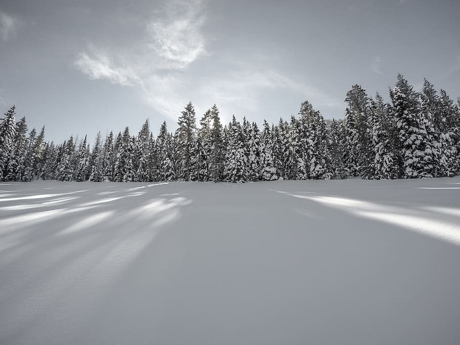 neu, hivern, blanc, fred, temps, gel, arbres, plantes, naturalesa, boscos, bosc, sol, núvols, cel, viatjar, aventura, arbre, planta, temperatura de fred, escena tranquil·la, tranquil·litat, núvol - cel, bellesa a la natura, escena no urbana, cap gent, escenics - natura, terra, dia, congelat, llum solar, pi, arbre de coníferes, bosc de pi, neu en pols, 4K