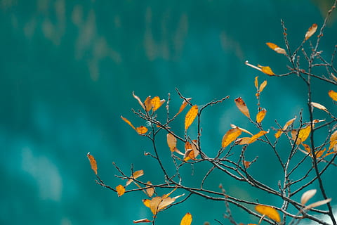 gulbladet tre, anlegg, skjønnhet i naturen, tre, natur, gren, vekst, ingen folk, himmel, høst, ro, dag, lav vinkel visning, utendørs, fokusere på forgrunnen, sky - himmel, blad, plante del, naturskjønnhet - natur, nærbilde, endring, 5K, CC0, offentlig domene, opphavsrett gratis