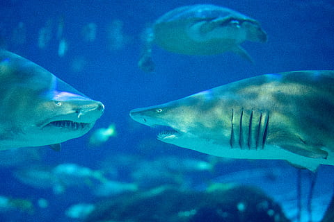 peix gris sota l'aigua, aigua, peix, animal, la vida marina, a l'aire lliure, naturalesa, aquàtics, gran tauró blanc, tauró, oceà, escull, mar, foto, fotografia, amphiprion, esports, esport, aquari, bussejador, submarinisme, temes d'animals, fauna animal, sota l'aigua, animals a la natura, grup d’animals, nedar, vertebrats, dipòsit, marí, animals en captivitat, blau, cap gent, submarí, agressió, peixos d’aigua salada, vista del perfil, 5K, CC0, domini públic, lliure de regalies