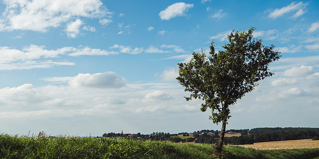 verão, Dom, nuvens, árvore, verde, Fazenda, pasto, arvores, terra, Claro, simples, Comida, plantar, céu, nuvem - céu, beleza na natureza, crescimento, campo, tranquilidade, cena tranquila, scenics - natureza, natureza, dia, cor verde, grama, ninguém, panorama, meio Ambiente, cena não urbana, ao ar livre, 5K, CC0, domínio público, royalty free