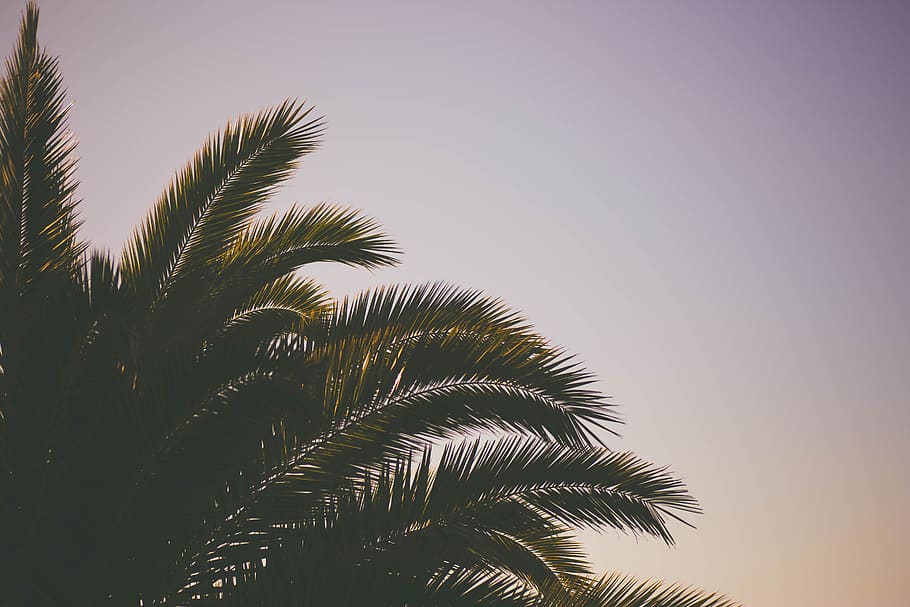 coco, arbre, verd, full, planta, naturalesa, cel, Palmera, creixement, vista d’angle baix, bellesa a la natura, fulla de palma, clima tropical, tranquil·litat, cap gent, cel clar, dia, a l'aire lliure, part de la planta, còpia espai, posta de sol, primer pla, 5K