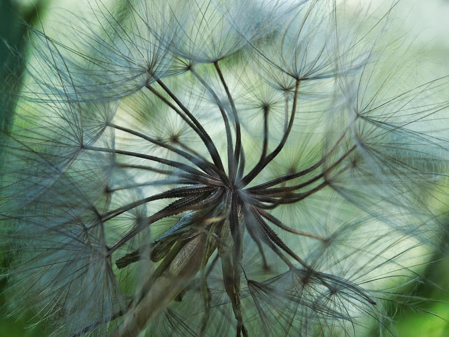 estiu, plantes, grren, macro, naturalesa, planta, fragilitat, dent de lleó, vulnerabilitat, flor, primer pla, planta amb flors, creixement, bellesa a la natura, suavitat, frescor, cap gent, llavor de dent de lleó, inflorescència, Color blanc, color verd, dia, cap de flor, a l'aire lliure, lleuger, enfocament suau, 5K