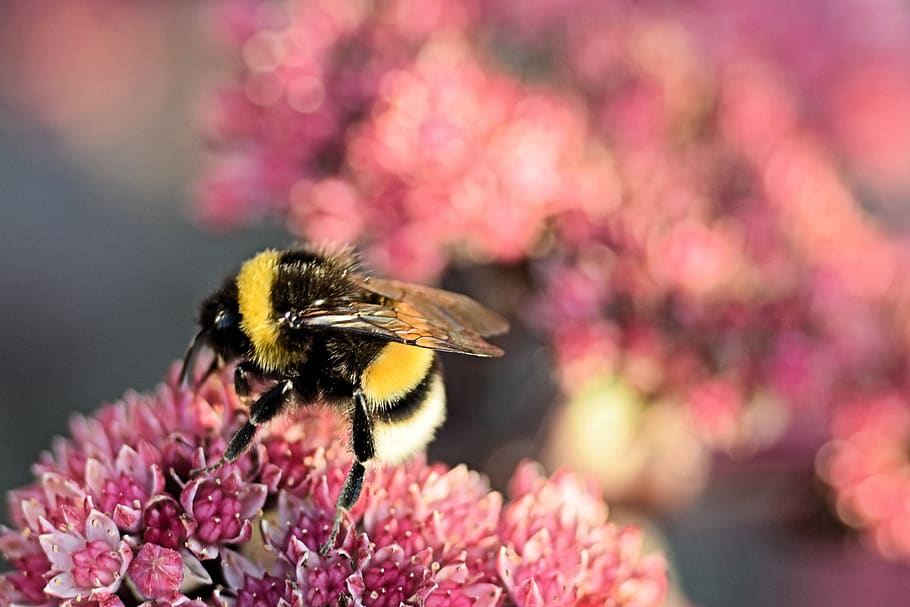 Abellot, abella, flor, abelles, error, planta amb flors, temes d'animals, animal, fauna animal, un animal, insecte, invertebrat, bellesa a la natura, animals a la natura, frescor, planta, pètal, cap de flor, fragilitat, polinització, primer pla, vulnerabilitat, color rosa, cap gent, a l'aire lliure, primavera, porpra, pol·len, 5K
