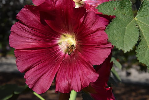 Blume, rot, Biene, blühende Pflanze, Frische, Blütenblatt, Zerbrechlichkeit, Verletzlichkeit, Schönheit in der Natur, Pflanze, Blütenkopf, Wachstum, Blütenstand, Nahansicht, pinke Farbe, Fokus auf den Vordergrund, Pollen, Tag, keine Leute, Natur, Hibiskus, 5K, CC0, gemeinfrei, lizenzfrei