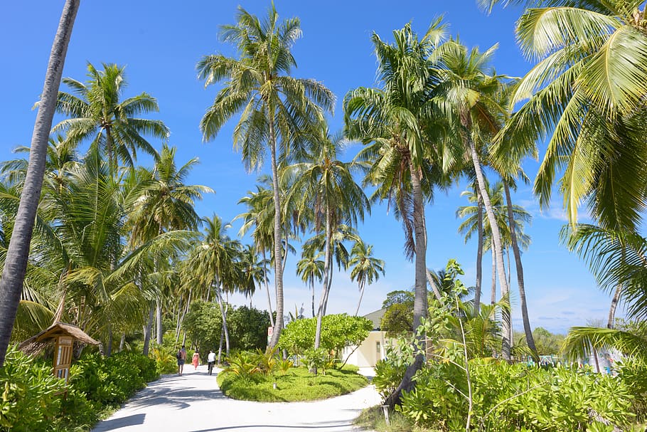 palmeres verdes, núvols, arbres de coco, cocos, jardí, herba, paisatge, oci, naturalesa, palmeres, gent, plantes, Resort, sorra, escènic, cel, arbres, camí sense pavimentar, caminar, arbre, planta, Palmera, clima tropical, color verd, creixement, bellesa a la natura, dia, terra, persones incidentals, escenics - natura, llum solar, transport, a l'aire lliure, escena tranquil·la, palmera de coco, aigua, activitat d'oci, arbre tropical, 5K