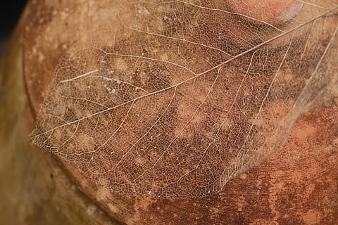 Blatt, Rücken, Winter, Nahansicht, braun, texturiert, keine Leute, Natur, Blattvene, Vollbild, Hintergründe, Muster, natürliches Muster, draußen, Zerbrechlichkeit, Pflanze, Pflanzenteil, extreme Nahaufnahme, Verletzlichkeit, Tag, Makro, Leder, 5K, CC0, gemeinfrei, lizenzfrei