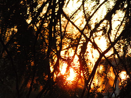bosc al capvespre, sol, branca, arbre, taronja, posta de sol, primer pla, naturalesa, fosc, brillar, tardor, caure, cel, sortida del sol, full, negre, blanc, groc, llum, a l'aire lliure, color taronja, calor - temperatura, estiu, llum - fenomen natural, llum solar, vespre, nit, brillant, bosc, cap gent, foc - fenomen natural, color daurat, bellesa a la natura, color vibrant, vermell, silueta, temporada, paisatge, retroil·luminat, fons, escenics, medi ambient, 5K, CC0, domini públic, lliure de regalies