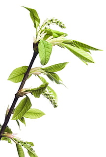 afdeling, træ, blad, grøn, hvid, plante, isolerede, vækst, natur, forår, Kvist, knop, spirende, blomstre, spire, ny, stilk, tæt på, lille, spray, løv, Brun, sæson-, botanisk, voksende, burst, flor, skyde, Kirsebærtræ, vegetation, makro, sæson, flora, kirsebær, ung, have, løvet, urt, frisk, detalje, delikat, friskhed, plante del, studio skud, grøn farve, hvid baggrund, ingen mennesker, indendørs, mad og drikke, mad, skåret ud, plantestamme, kopiere plads, velvære, skønhed i naturen, blade, mynteblad - kulinarisk, 2K, CC0, offentligt domæne, royaltyfrie