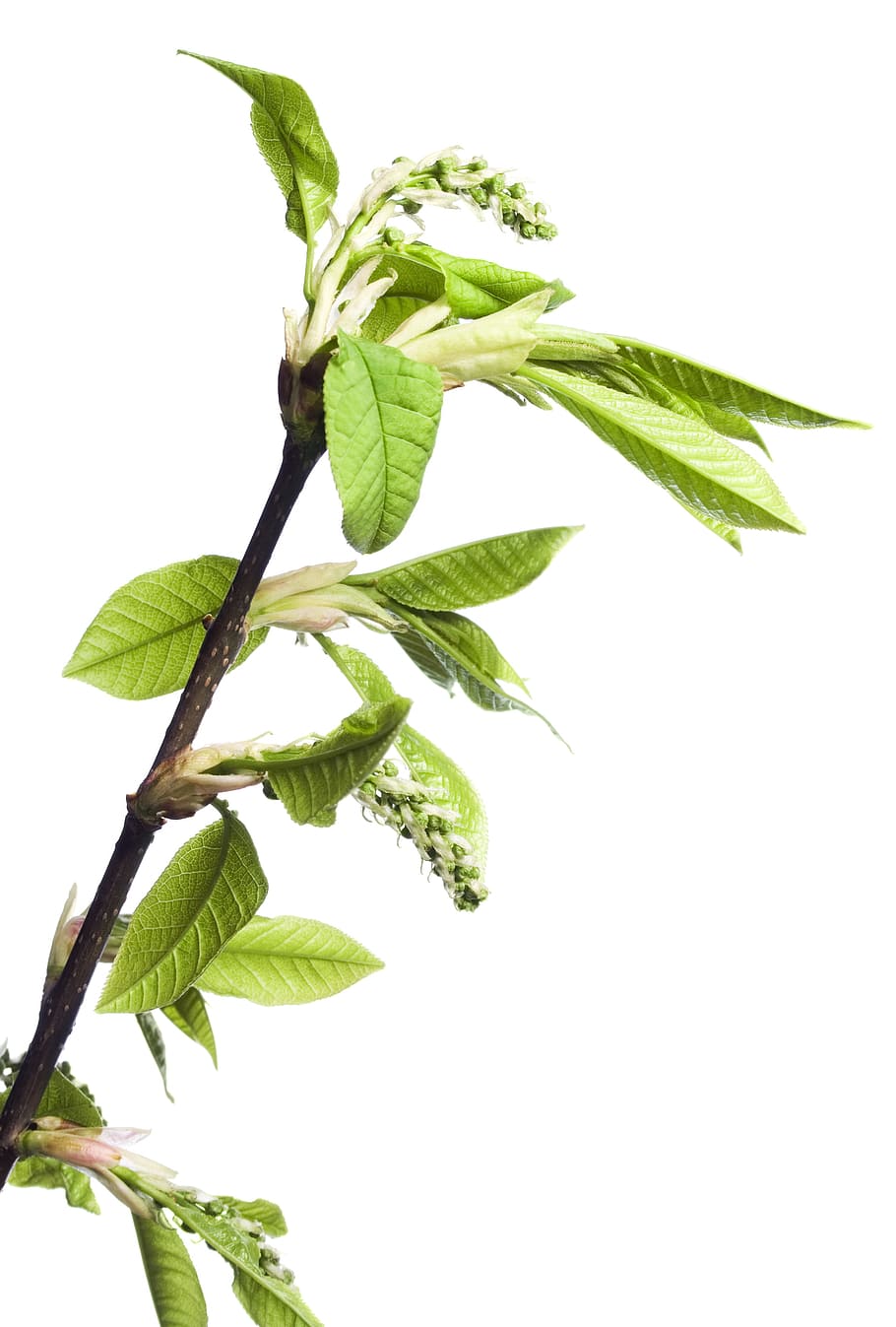branca, arbre, full, verd, blanc, planta, aïllat, creixement, naturalesa, primavera, brot, brotant, flor, brollar, nou, tija, primer pla, petit, esprai, fullatge, marró, estacional, botànic, creixent, explosió, florir, disparar, cirerer, vegetació, macro, temporada, flora, cirera, jove, jardí, herba, fresc, detall, poc, delicada, frescor, part de la planta, tir de l'estudi, color verd, fons blanc, cap gent, a l'interior, menjar i beguda, menjar, tallar, tija de la planta, còpia espai, benestar, bellesa a la natura, fulles, fulla de menta - culinària, 2K