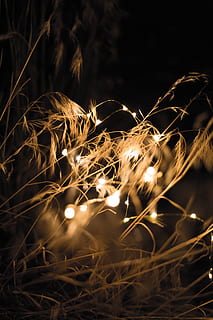 lampu, tali lampu, string light, cahaya, rumput, unik, malam, waktu malam, romantis, pernikahan, estetis, termenung, hamparan, photoshop, gabungan, bokeh, alam, Wow, diterangi, bersinar, tidak ada orang, merapatkan, pembakaran, gerakan, paparan panjang, tanah, di luar rumah, suhu panas, fenomena cahaya - alami, warna oranye, api, bidang, api - fenomena alam, fokus selektif, gerakan kabur, 4K, CC0, domain publik, bebas royalti