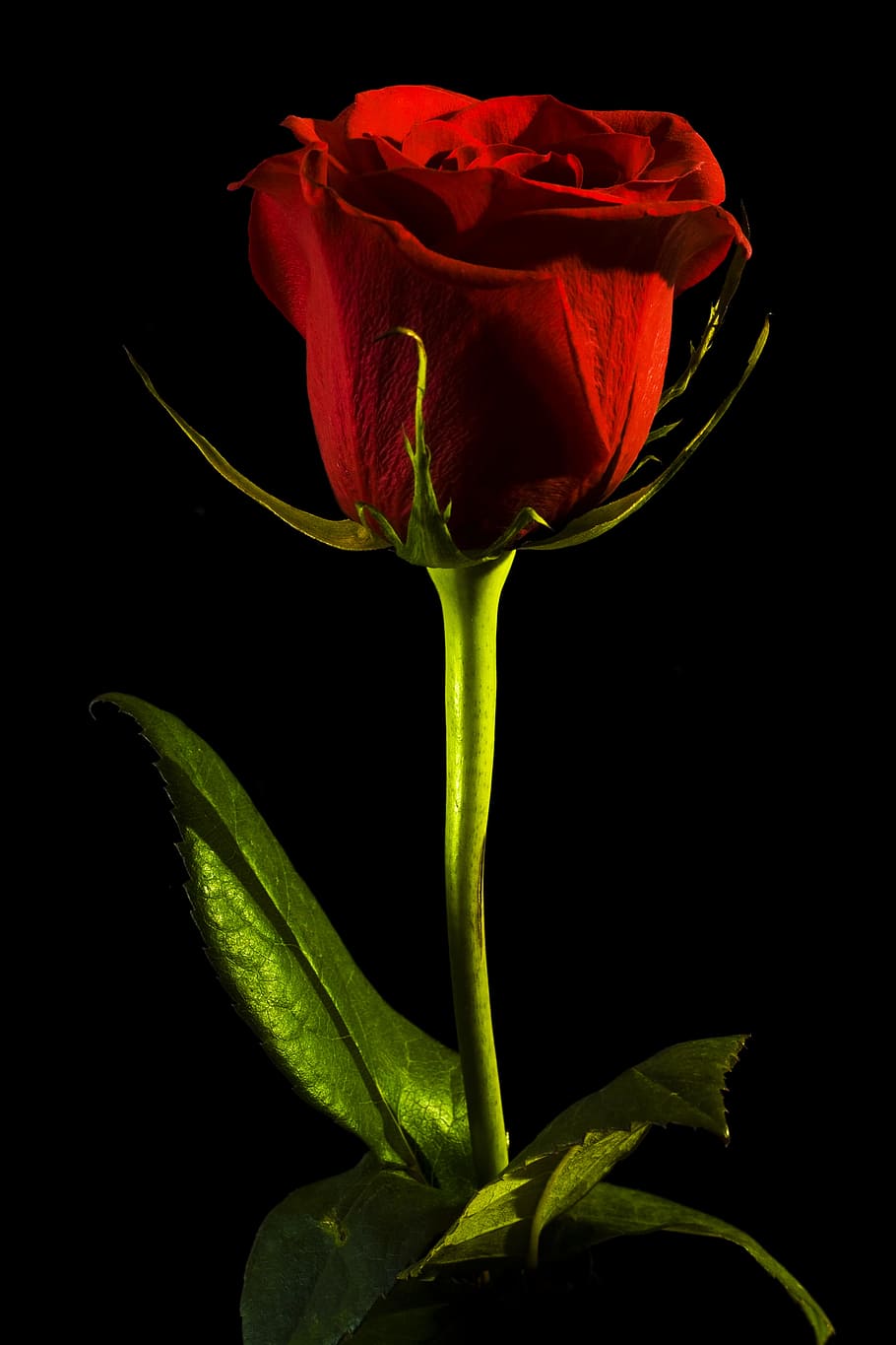 sort, Rose, rød, baggrund, tæt på, isolerede, ingen, kronblad, dag, blomst, hoved, s, kærlighed, objekt, plante, skønhed, valentinsdag, romantik, natur, enkelt, skønhed i naturen, friskhed, skrøbelighed, blomstrende plante, sårbarhed, blomsterstand, blomsterhoved, sort baggrund, studio skud, rosenblomst, ingen mennesker, vækst, bægerblad, 4K