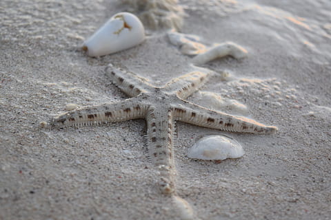 Seestern, Muscheln, Strand, Sand, Tierwelt, Tiere in freier Wildbahn, Meer, Land, Leben im Meer, Tier, Marine, Tierthemen, ein Tier, Natur, Nahansicht, Wasser, Sternform, keine Leute, Tag, draußen, 5K, CC0, gemeinfrei, lizenzfrei