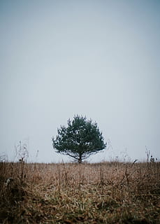 verd, arbre, durant el dia, planta, naturalesa, camp, avet, abies, espai, conífera, tronc de l'arbre, temporades, tardor, hivern, atmosfera, nivell, canviant d'humor, humor, wanderlust, exuberant, recta, pi, cel, terra, paisatge, tranquil·litat, medi ambient, cel clar, escena tranquil·la, herba, bellesa a la natura, escenics - natura, cap gent, creixement, dia, còpia espai, escena no urbana, a l'aire lliure, 4K, CC0, domini públic, lliure de regalies