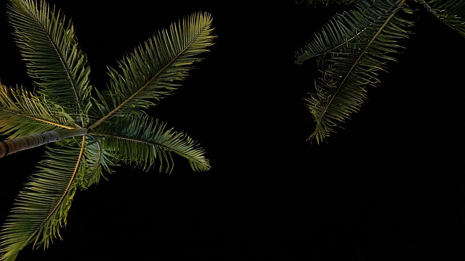 mørk, nat, himmel, træ, plante, natur, blad, plante del, vækst, grøn farve, skønhed i naturen, sort baggrund, bregne, tæt på, ingen mennesker, palmblad, Palme træ, studio skud, ro, tropisk klima, udendørs, kopiere plads, blade, 2K