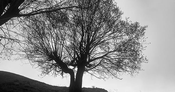 tree, plant, tree trunk, oak, silhouette, sunlight, willow, sycamore, ground, vehicle, car, automobile, transportation, sports car, grass, banister, handrail, lawn, park, outdoors, bare tree, branch, sky, trunk, nature, beauty in nature, tranquility, no people, low angle view, day, clear sky, scenics - nature, single tree, tranquil scene, non-urban scene, isolated, 4K, CC0, public domain, royalty free