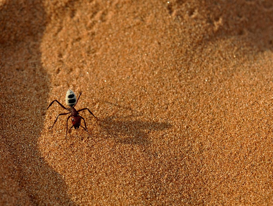 namibia, formiga, insecte, desert, animals a la natura, temes d'animals, fauna animal, animal, un animal, terra, sorra, invertebrat, dia, cap gent, naturalesa, llum solar, vista d’angle alt, primer pla, a l'aire lliure, ocell, centrar-se en primer pla, longitud completa, platja, 2K