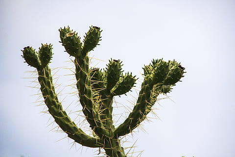 microscopique, plante, cactus, pointes, photographie de nature, en plein air, ciel, jardin, la nature, jardinage, salle de cours, pièce, à l'intérieur, école, animal, arachnide, araignée de jardin, insecte, invertébré, araignée, fougère, croissance, couleur verte, arbre, feuille, personne, journée, faible angle de vue, beauté dans la nature, partie de la plante, ciel clair, tranquillité, branche, fermer, lumière du soleil, tronc d'arbre, aliments, conifère, 5K, CC0, domaine public, libre de droits
