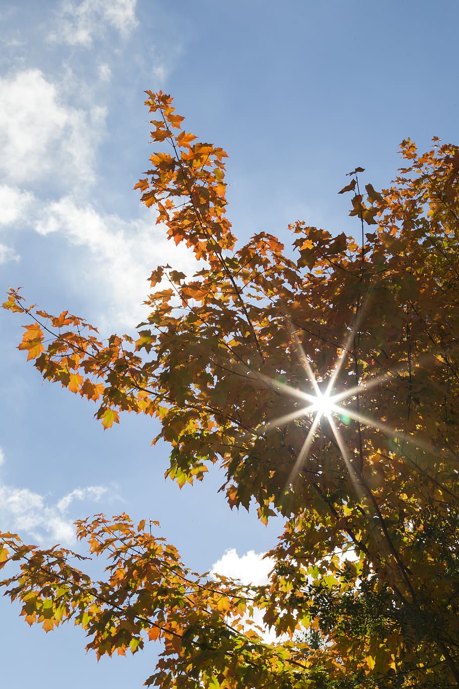 Canadà, uxbridge, cel, arbre, vista d’angle baix, planta, llum solar, bellesa a la natura, naturalesa, sol, raig de sol, cap gent, núvol - cel, creixement, tardor, dia, canvi, branca, flare de la lent, tranquil·litat, a l'aire lliure, full, streaming, brillant, lluminós, 5K