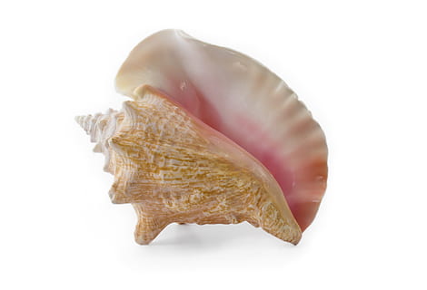 concha, cáscara, playa, costero, vacaciones, caracola, naturaleza, sencillo, imagen aislada, cáscara única, Fondo blanco, foto de estudio, separar, solo objeto, de cerca, adentro, nadie, comida y bebida, naturaleza muerta, comida, animal, color rosa, frescura, copia espacio, el color blanco, bienestar, alimentación saludable, texturizado, 5K, CC0, dominio público, libre de derechos